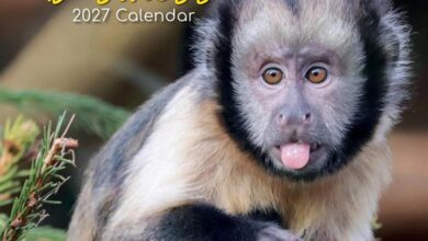 Monkey Business Calendar 2027