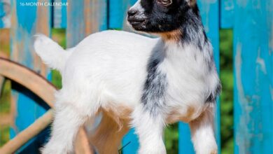 Baby Goats Calendar 2027