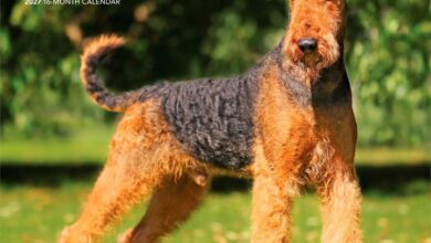 Airedale Terriers Calendar 2027