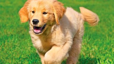 Golden Retriever Puppies Mini Calendar 2027
