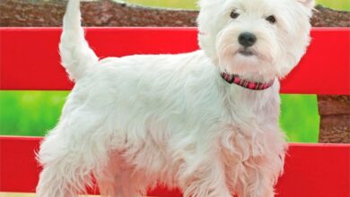 Westies Calendar 2027