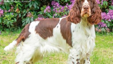 English Springer Spaniels Calendar 2027