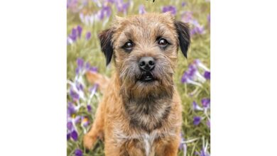 Border Terriers Slim Diary 2027