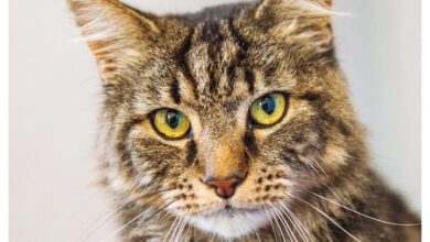 365 Days Of Cats Calendar 2027