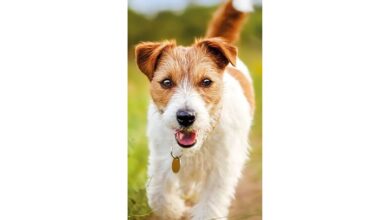 RSPCA
