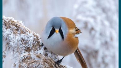 RSPB