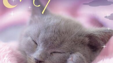 Naptime Cats Calendar 2027