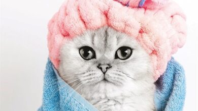 Cats Calendar 2027