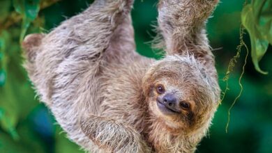 Sloths Mini Calendar 2027