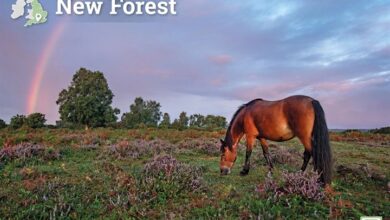 New Forest A4 Calendar 2027