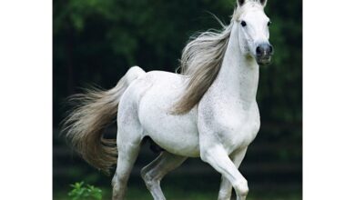 Horses A5 Diary 2027