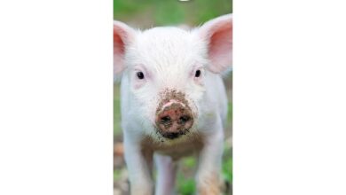 Pigs Slim Calendar 2027