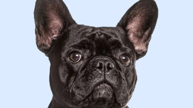 French Bulldogs Mini Calendar 2027