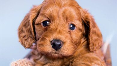 Cockapoo Puppies Mini Calendar 2027