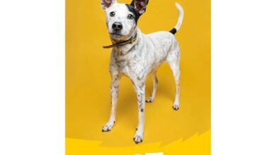 Dogs Trust Slim Diary 2027