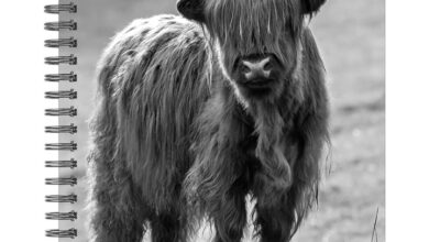 Highland Cows Black & White Deluxe Diary 2027